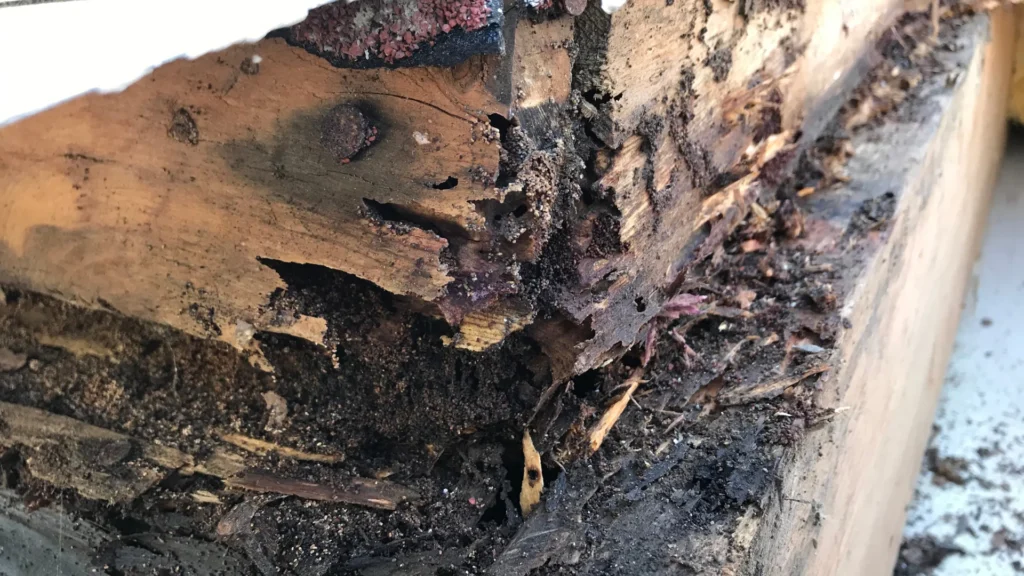 Pest Inspections